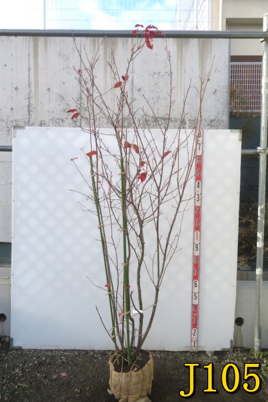 楽天市場】【選べる現品】ジューンベリー 苗木 本株立ち 樹高約1.9m