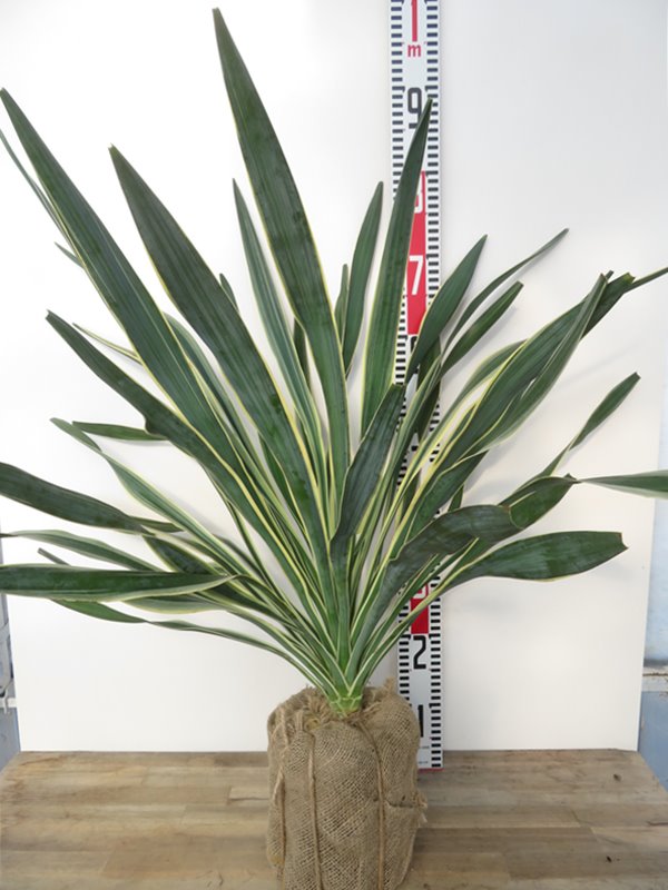 楽天市場】ユッカ グロリオサ（観葉植物｜花・観葉植物）：花