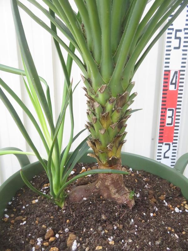 楽天市場】【選べる現品発送】ユッカ アロイフォリア 8号鉢植え（GR
