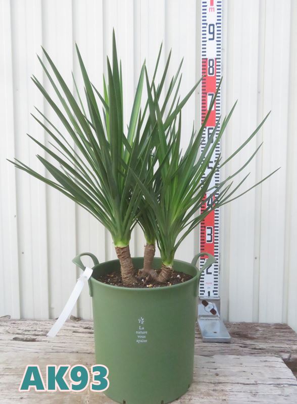 楽天市場】【選べる現品発送】ユッカ アロイフォリア 8号鉢植え（GR