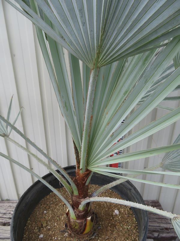 楽天市場】【現品発送】ブラヘア アルマータ 13号鉢植え 苗木 : 千草園芸