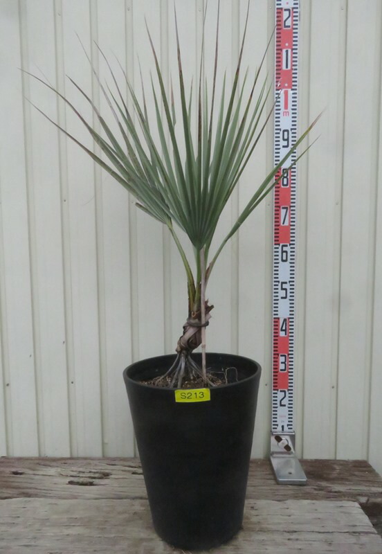 楽天市場】【現品発送】ナンノロプス アラビカシルバー（耐寒性椰子