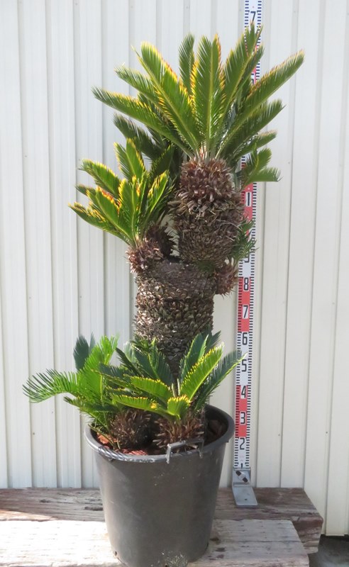 金環 ソテツ」の人気商品一覧 | 安い商品を通販サイトから探す - 価格.com