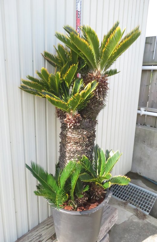 楽天市場】【現品発送】金環蘇鉄(キンカンソテツ) 特大株 幹太 苗木