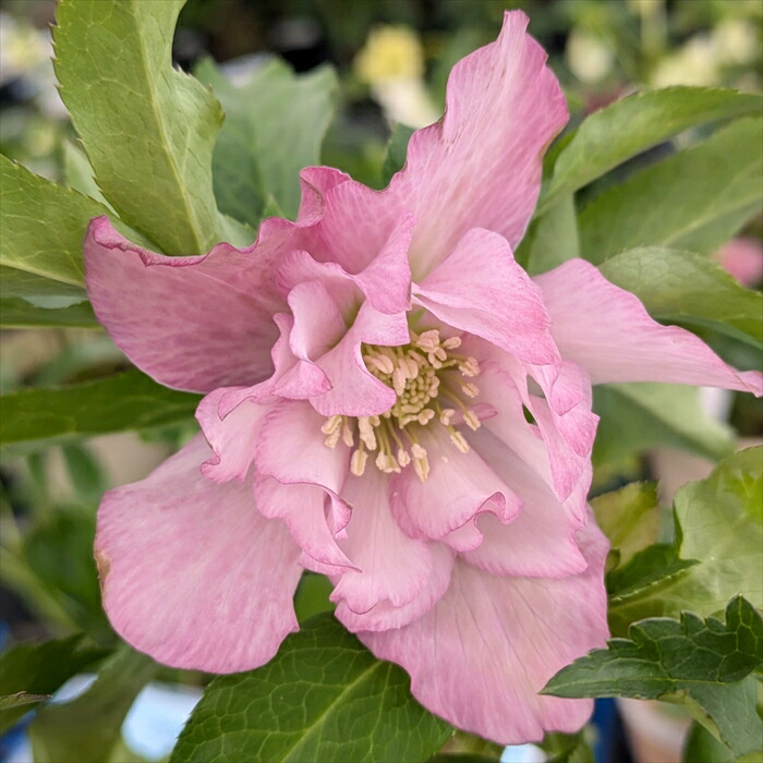 ムック様ご購入苗㉖-114㉖-115クリスマスローズ ムック様ご購入苗㉖-