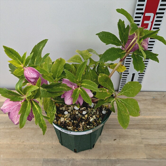 クリスマスローズ セミダブル ゴールド交配 花苗 開花株 蕾 野田園芸