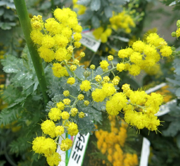 楽天市場】ミモザアカシア（銀葉アカシア） 5号 苗木 : 千草園芸