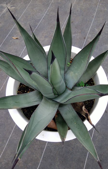 楽天市場】【現品】アガベ シャークスキン 10号鉢植え【産直