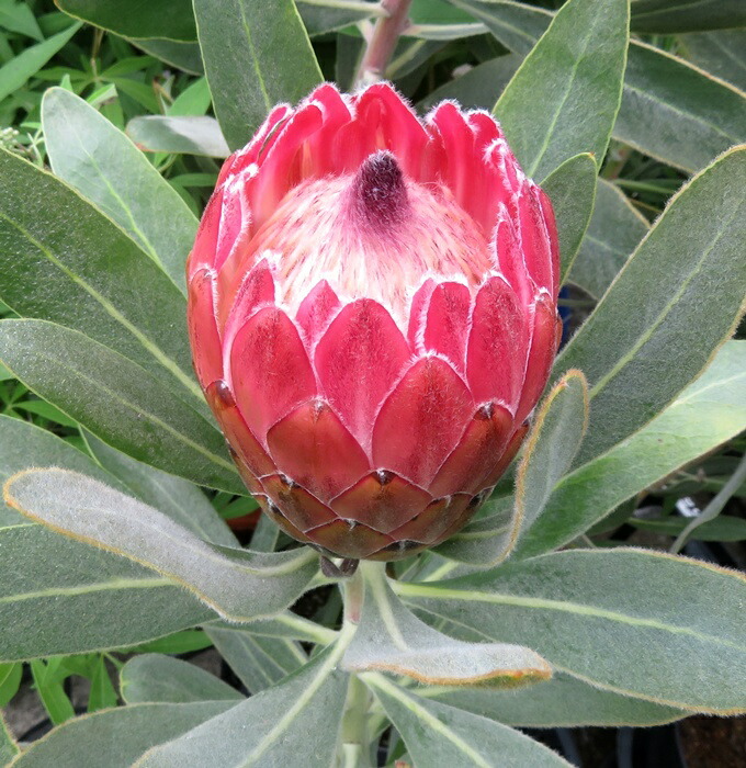 楽天市場】プロテア スペシャルピンクアイス 7号鉢植え苗2F : 千草園芸