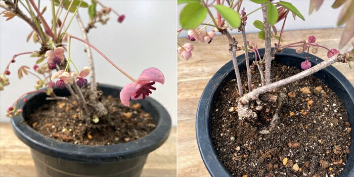 楽天市場】ムラサキゴヨウアケビ（紫五葉アケビ） 6号盆栽仕立て(d11