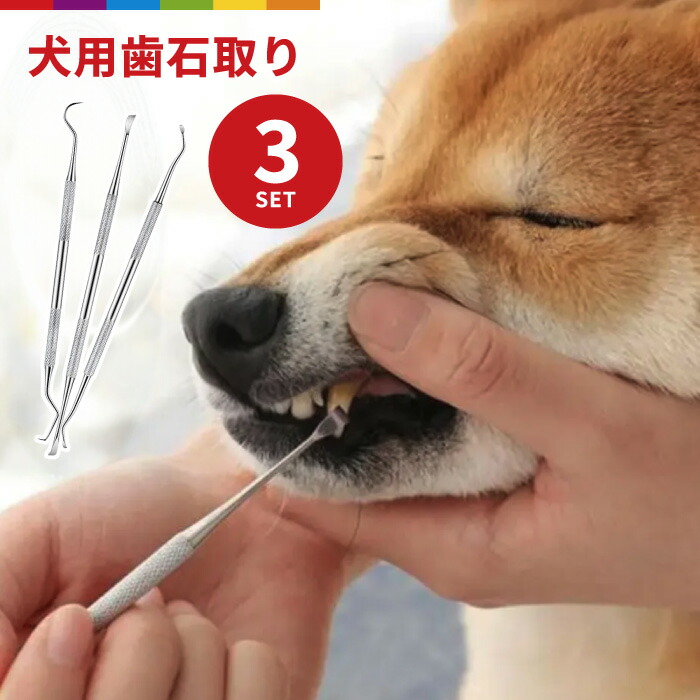 楽天市場】犬 スケーラー 歯石取り ペンチ 器具 ペット用 デンタルケア