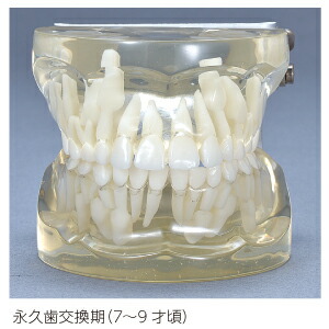 楽天市場】透明乳歯 永久歯交換期模型 永久歯交換期(7〜9歳頃) 【送料