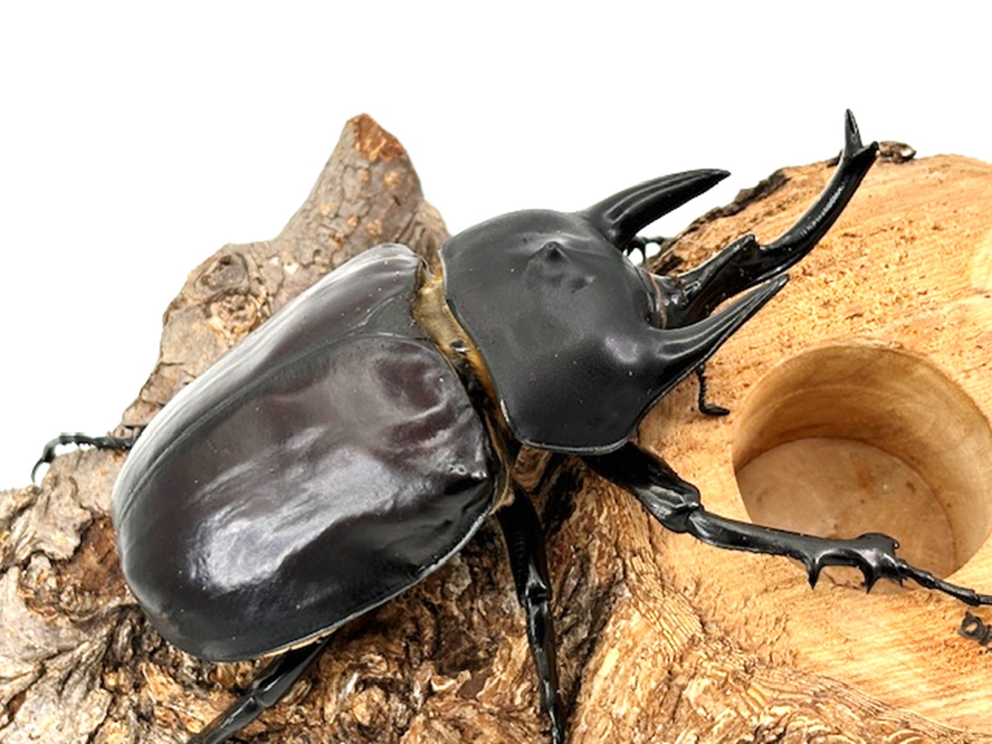楽天市場】最重量BIG！【DDA】レックスゾウカブト(アクティオン) 成虫