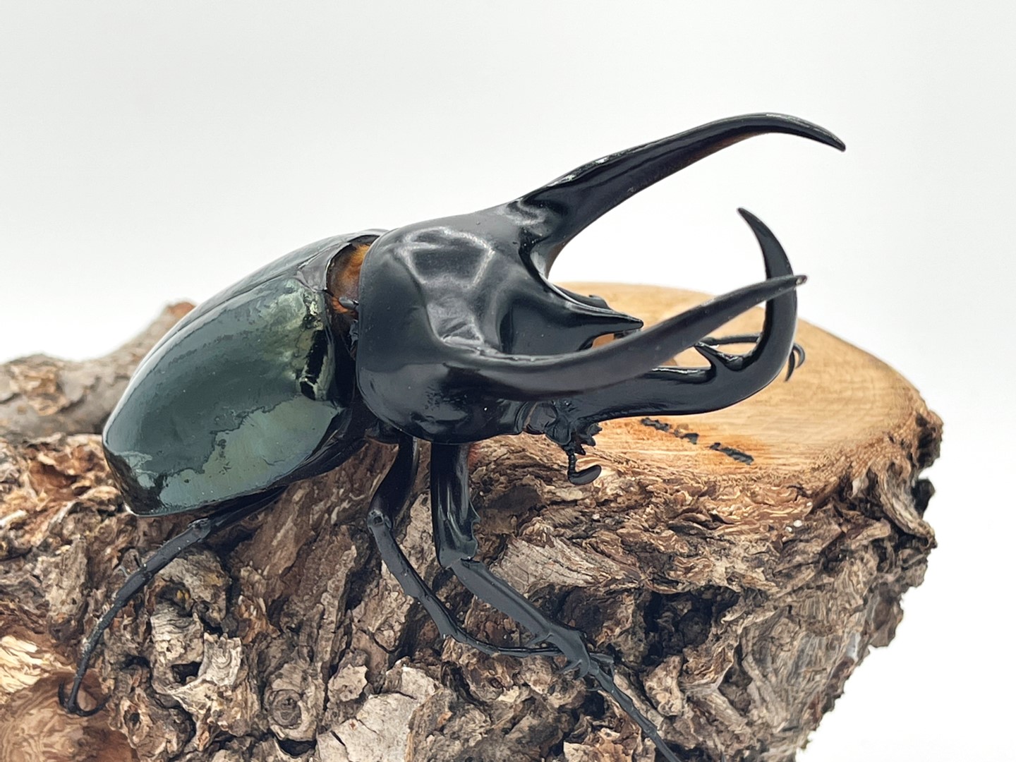 楽天市場】インドネシア便/天然個体【DDA】コーカサスオオカブト