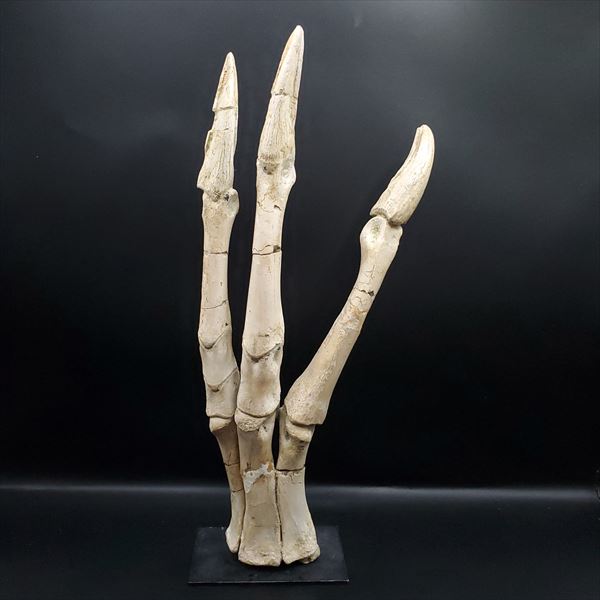 楽天市場】【送料無料】【ガリミムス/化石/手/恐竜】博物館級