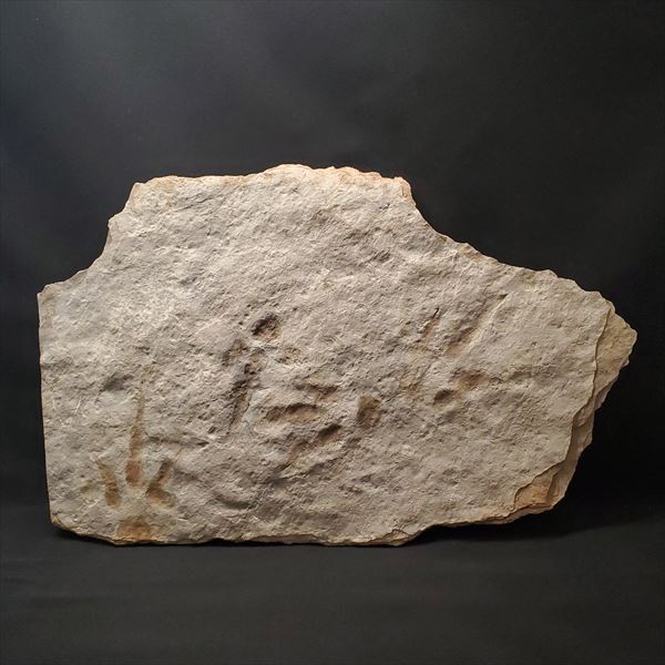 楽天市場】【送料無料】【グラレーター/化石/足跡/恐竜】希少