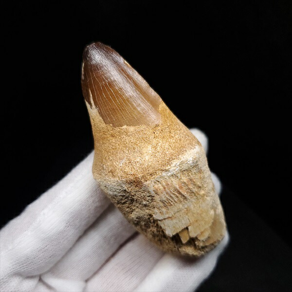 楽天市場】【送料無料】【モササウルス/化石/歯/恐竜】 歯根付き