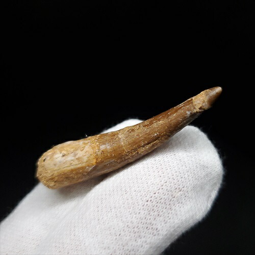 楽天市場】【送料無料】【プレシオサウルス/化石/歯/恐竜】 プレシオ