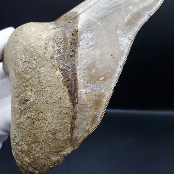 楽天市場】【送料無料】【メガロドン /化石/歯/恐竜】極上 メガロドン