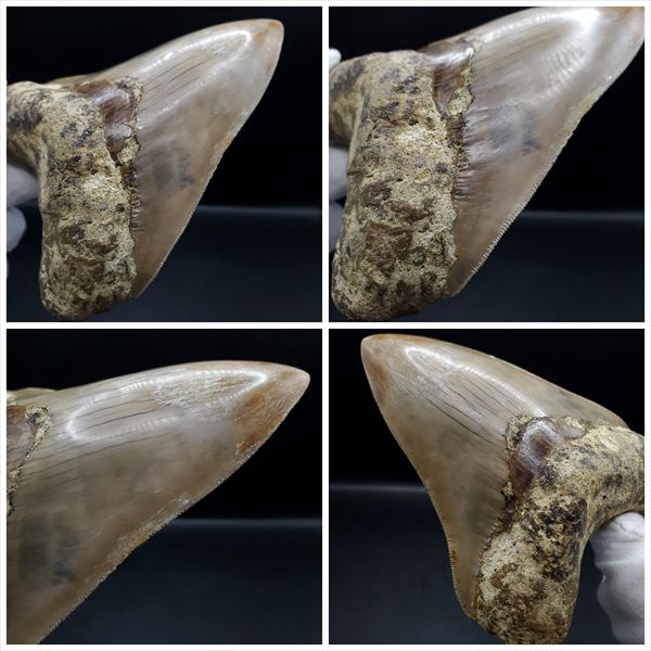 楽天市場】【送料無料】【メガロドン /化石/歯/恐竜】極上 メガロドン