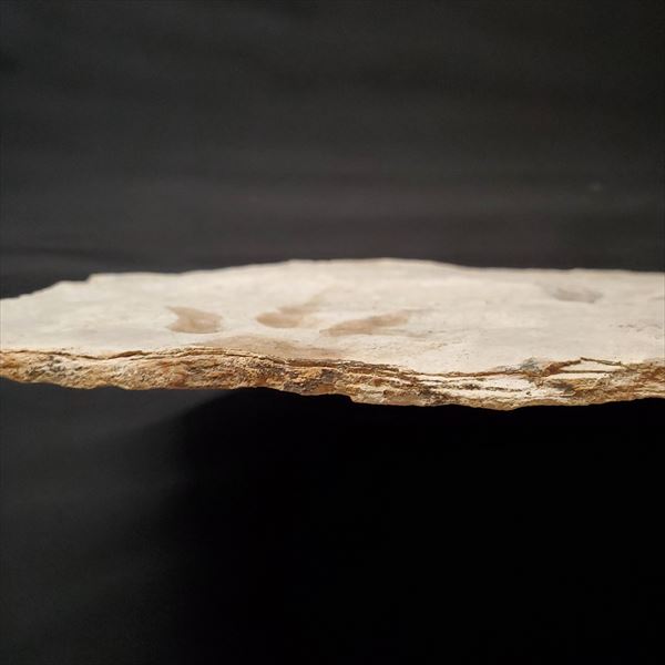 楽天市場】【送料無料】【グラレーター/化石/足跡/恐竜】希少