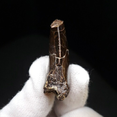 楽天市場】【送料無料】【アベリサウルス科/歯/化石/恐竜