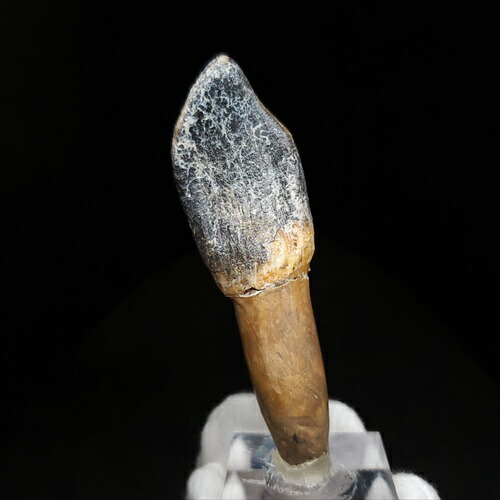 楽天市場】【送料無料】【ラパレントサウルス/歯/化石/恐竜】台付き