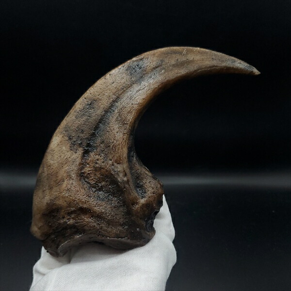 楽天市場】恐竜 爪 化石の通販