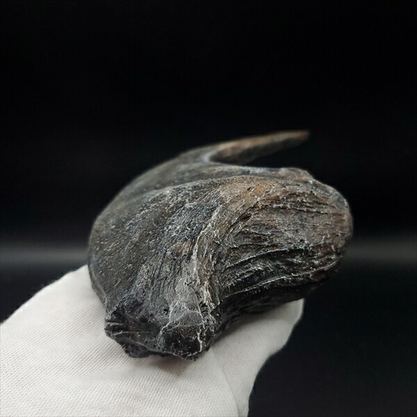 楽天市場】【送料無料】【アロサウルス /恐竜/化石】 アロサウルス 爪