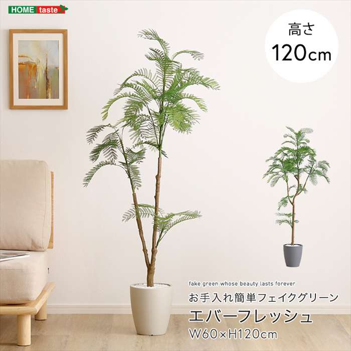 エバーフレッシュ 観葉植物」の人気商品一覧 | 安い商品を通販サイト