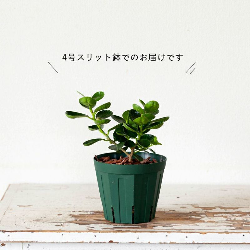 楽天市場】コパンダガジュマル4号スリット鉢パンダ ガジュマル ぱんだ