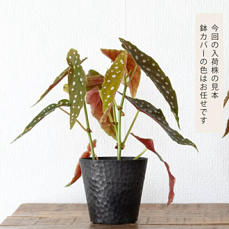 楽天市場】ベゴニア・マクラータ樹脂POT☆水玉模様がキュートです