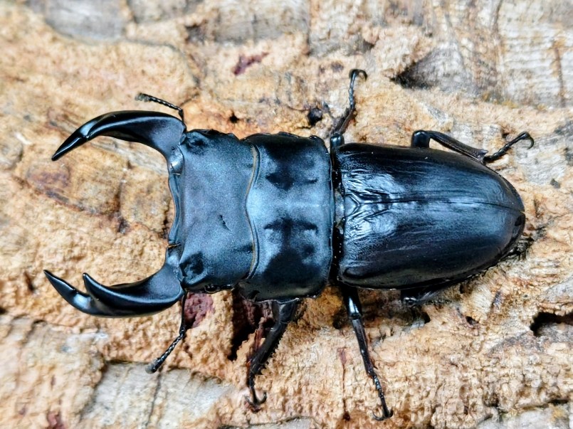 楽天市場】アンタエウス オオクワガタの通販