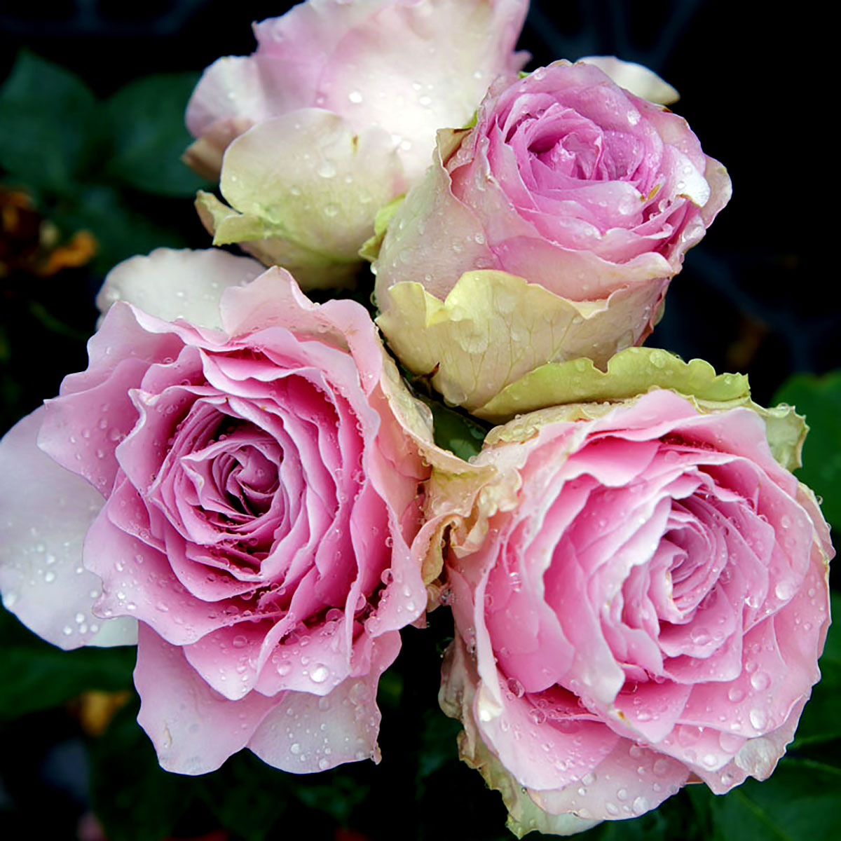 切り花 苗 バラ」の人気商品一覧 | 安い商品を通販サイトから探す