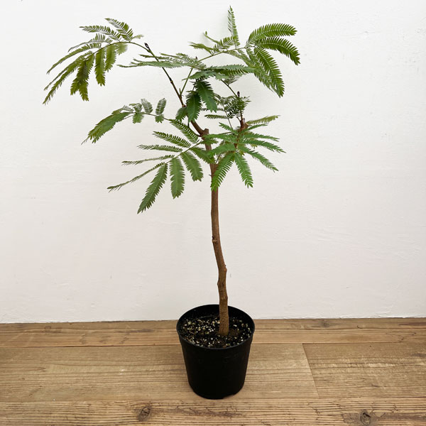 楽天市場】観葉植物/エバーフレッシュ（ネムノキ）6号鉢植え* : 園芸