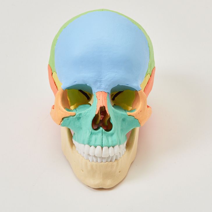 楽天市場】Erler Zimmer (エルラージマー) 22分割 頭蓋骨 模型