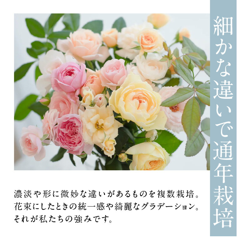 楽天市場】【ふるさと納税】わばらの花束 花束 和バラ 15本 程度 配達