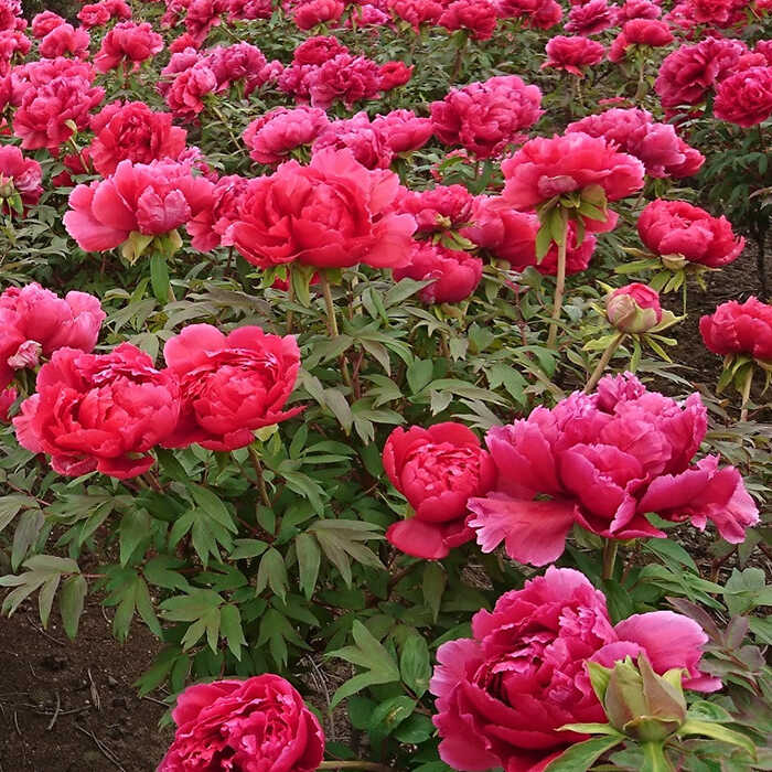 楽天市場】【ふるさと納税】牡丹 松江大根島牡丹苗(3色セット) 島根県