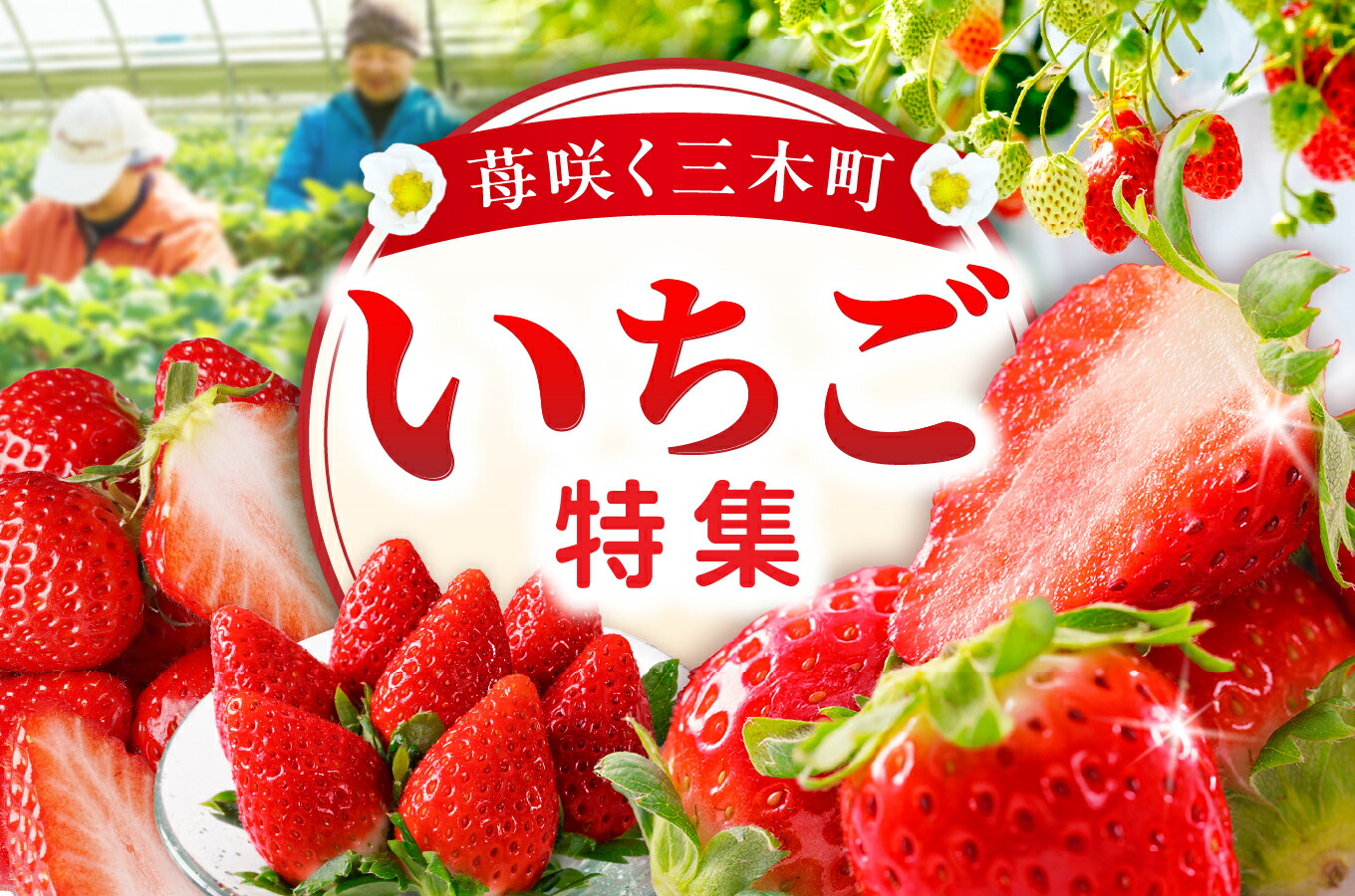 楽天市場 | 香川県三木町 - 【ふるさと納税】三木町の“旬のいちご”特集