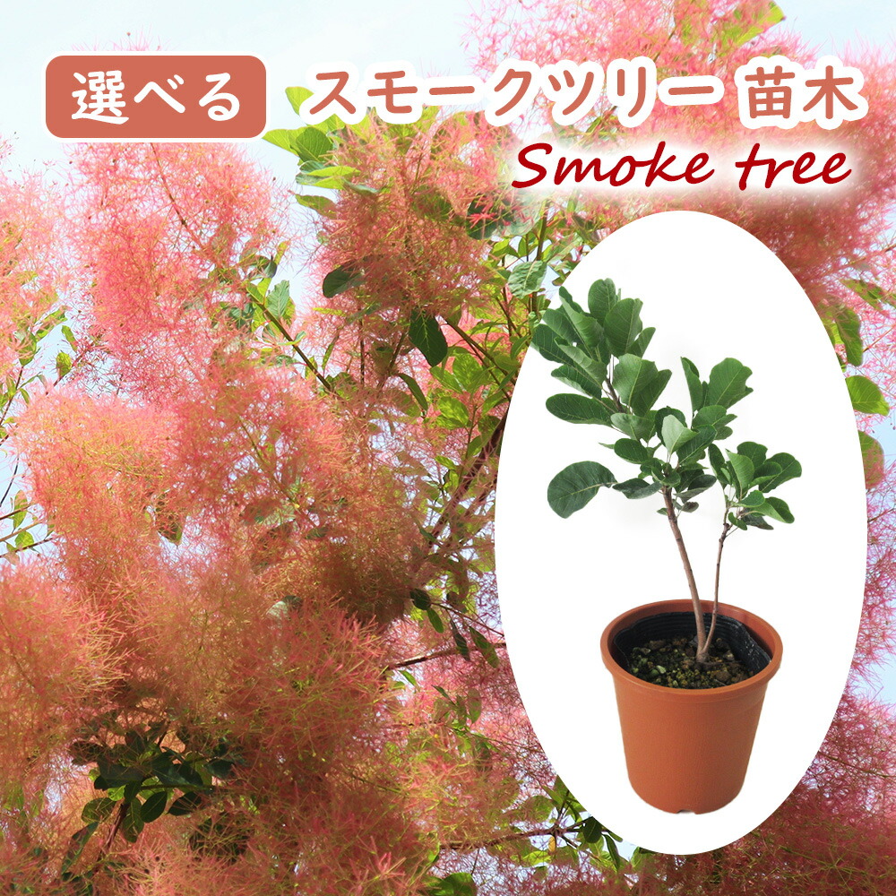 楽天市場】選べる スモークツリー 苗 苗木 13.5cmポット 樹高約20