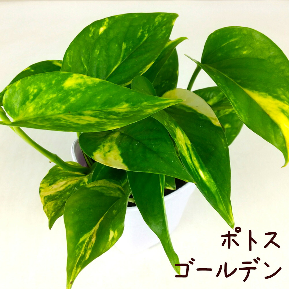 楽天市場】ポトス・ゴールデン 3号【観葉植物 3寸 インテリア グリーン
