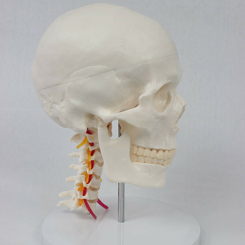 楽天市場】頭蓋骨モデル 実物大 骨格模型 骨 模型 ヒューマンスカル 7