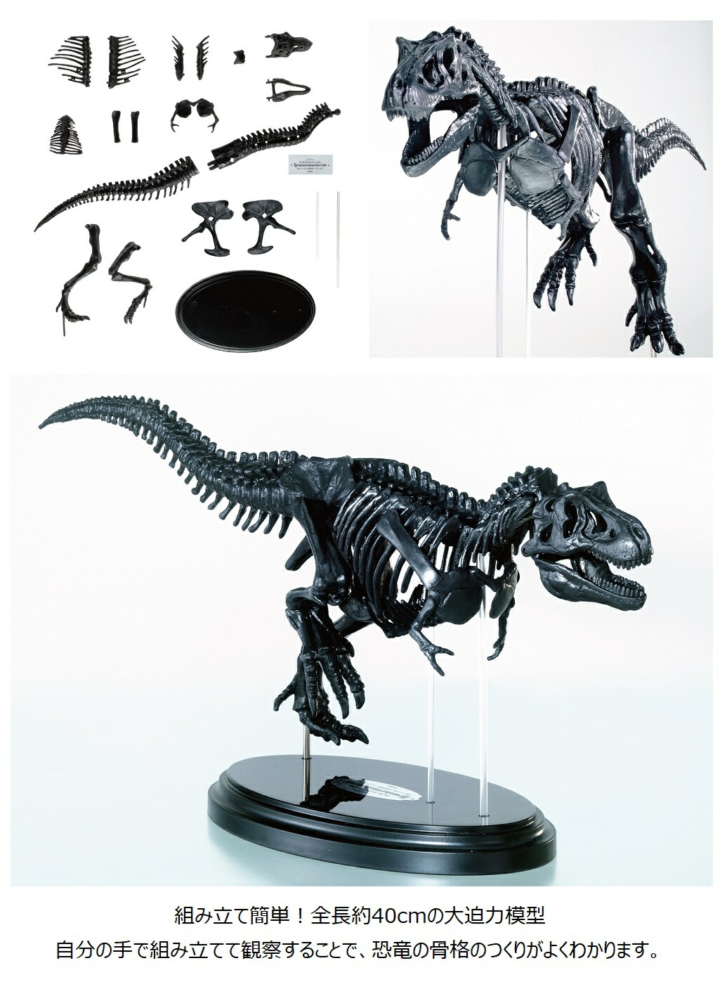 楽天市場】【 学研 公式 】 科学 と 学習 PRESENTS ティラノサウルス 1