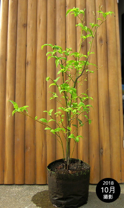 楽天市場】クロモジ（黒文字） 株立 樹高1.8m前後 露地苗 低木 落葉樹