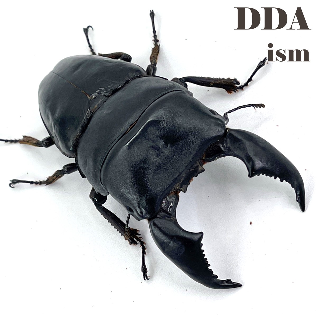 楽天市場】【DDA】K.D.T血統 規格外/極太特大 ♂107.1-38.0-41.4mm