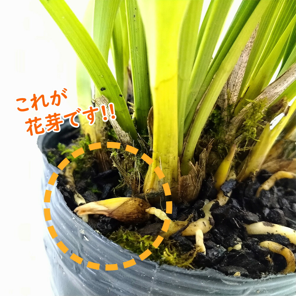 花芽付きキンリョウヘン 日本蜜蜂の蜜蝋サービス キンリョウヘン花芽