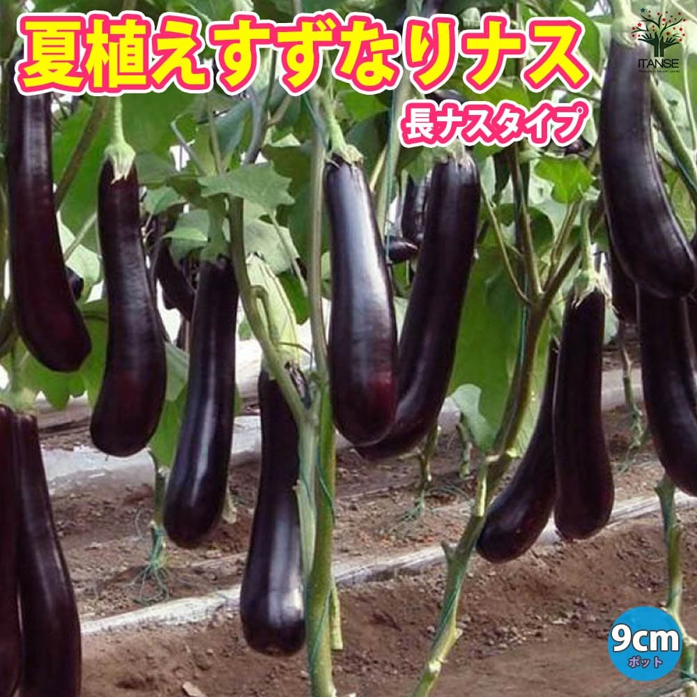 楽天市場】【送料無料】夏植えすずなりナス ( 長ナス ) 野菜苗 9cm