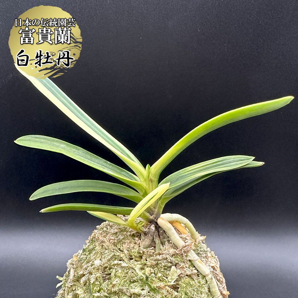 楽天市場】富貴蘭 白牡丹 【現品】 2本立 はくぼたん T620 フウキラン