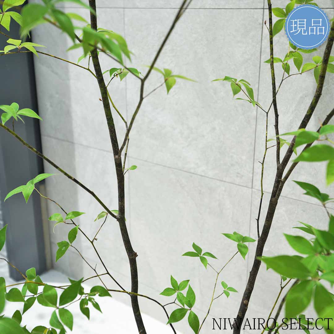 楽天市場】【現品】山採り【クロモジ】黒文字 株立ち 自然風樹形 樹高H