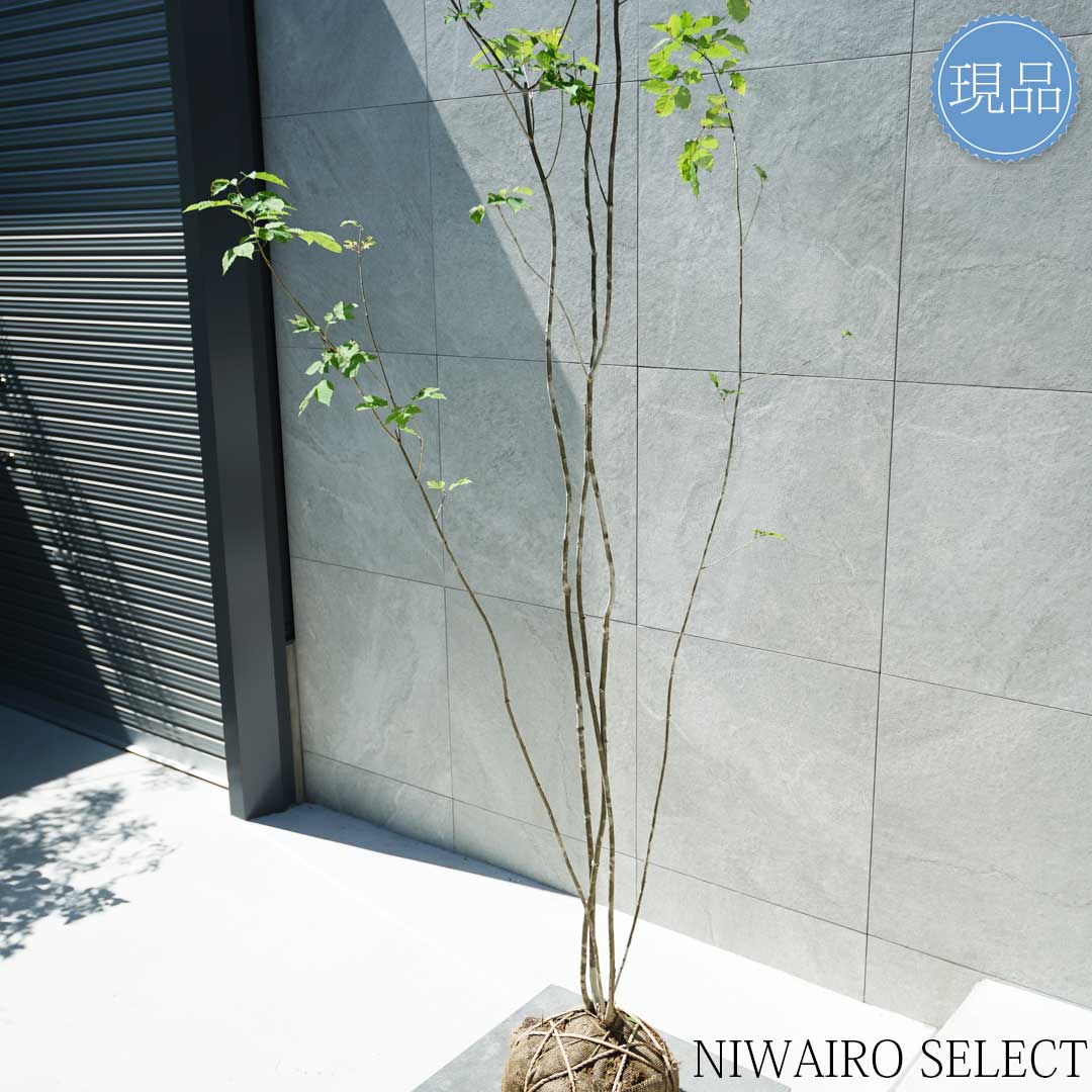 楽天市場】【現品】山採り【アオダモ】株立ち 自然風樹形